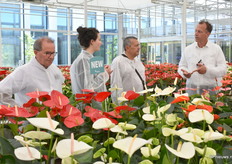 Rondleiding door de Anthuriums.